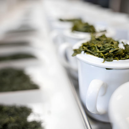 Tea Taster próbakészlet – a fedél belső oldalán elrendezett, frissen áztatott tealevelek vizsgálata