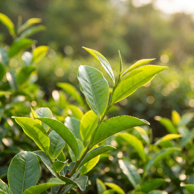Zöld tea
